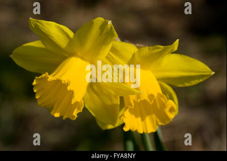 Large yellow daffodils in spring sunshine Stock Photo