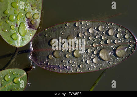 Rain water droplets on the leaf of water hawthorn or Aponogeton distachyos on a pond surface Stock Photo