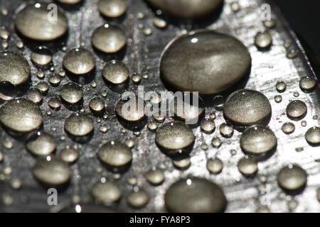 Rain water droplets on the leaf of water hawthorn or Aponogeton distachyos on a pond surface Stock Photo