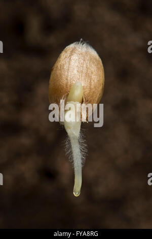 A germinating seed if winter wheat, Triticum aestivum, with radicle, root hairs and coleoptile growth developing Stock Photo
