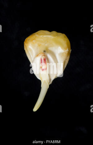 A germinating maize or corn seed, Zea mays, with radicle, root and coleoptile growth developing Stock Photo