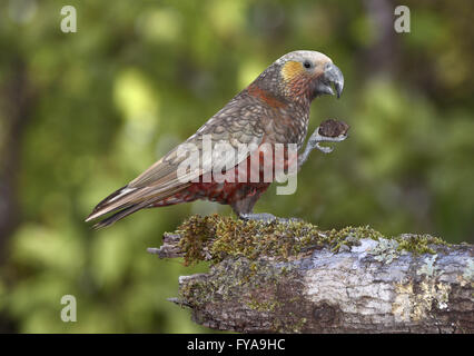 Kaka - Nestor meridionalis Stock Photo