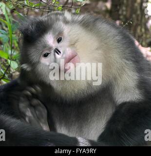 Black snub-nosed monkey Stock Photo