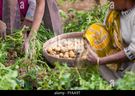 Thakurgong, Bangladesh Potato Field Workers © Jahangir Alam Onuchcha/Alamy Stock Photo