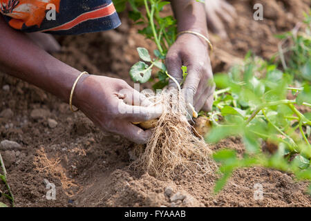 Thakurgong, Bangladesh Potato Field Workers © Jahangir Alam Onuchcha/Alamy Stock Photo