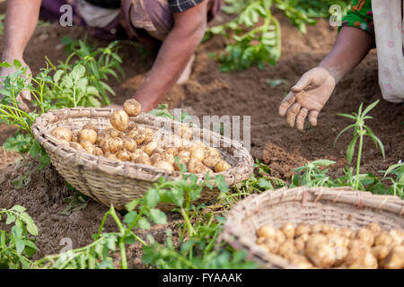 Thakurgong, Bangladesh Potato Field Workers © Jahangir Alam Onuchcha/Alamy Stock Photo