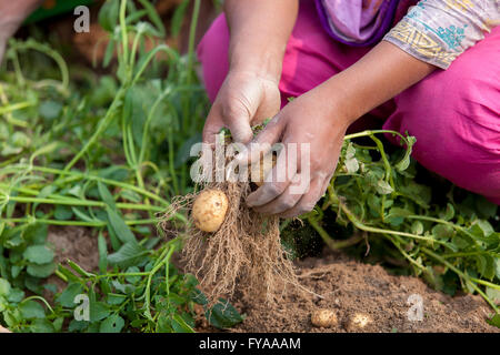 Thakurgong, Bangladesh Potato Field Workers © Jahangir Alam Onuchcha/Alamy Stock Photo