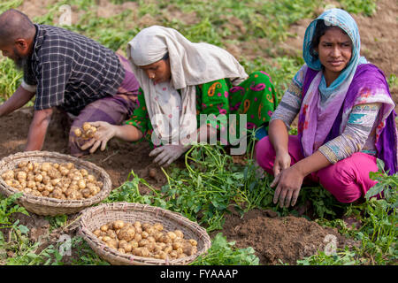 Thakurgong, Bangladesh Potato Field Workers © Jahangir Alam Onuchcha/Alamy Stock Photo