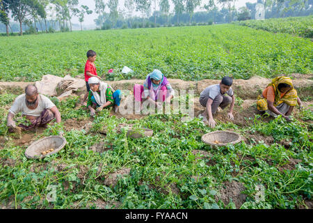 Thakurgong, Bangladesh Potato Field Workers © Jahangir Alam Onuchcha/Alamy Stock Photo