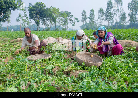 Thakurgong, Bangladesh Potato Field Workers © Jahangir Alam Onuchcha/Alamy Stock Photo