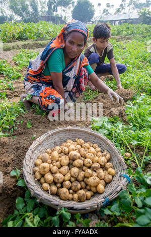 Thakurgong, Bangladesh Potato Field Workers © Jahangir Alam Onuchcha/Alamy Stock Photo