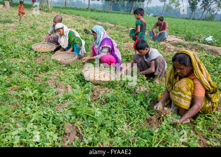 Thakurgong, Bangladesh Potato Field Workers © Jahangir Alam Onuchcha/Alamy Stock Photo