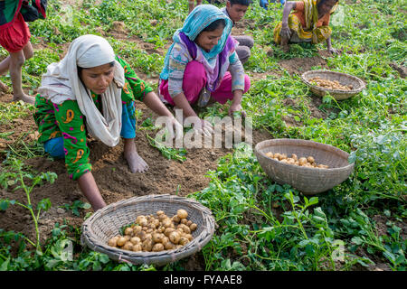 Thakurgong, Bangladesh Potato Field Workers © Jahangir Alam Onuchcha/Alamy Stock Photo