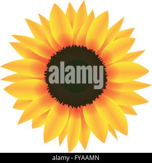 Illustration Vector Graphic Flower Sunflower for the creative use in graphic design Stock Vector