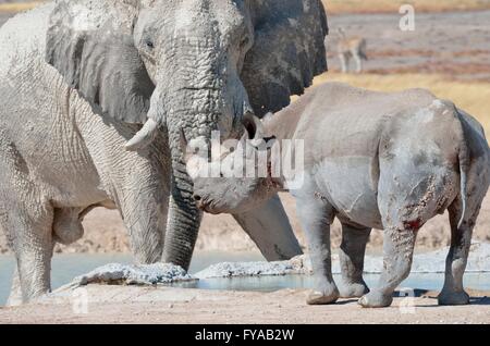 African elephant bull (Loxodonta africana) and Black rhinoceros (Diceros bicornis) , face to face, at waterhole Stock Photo
