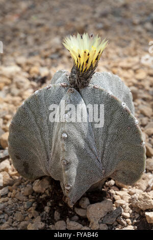 Bishop's Cap Cactus (Astrophytum myriostigma), North Rhine-Westphalia, Germany Stock Photo