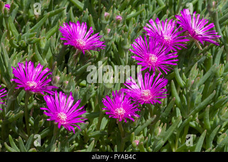 Trailing Iceplant (Delosperma cooperi), North Rhine-Westphalia, Germany Stock Photo