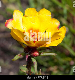 Moss-rose Purslane (Portulaca grandiflora), North Rhine-Westphalia, Germany Stock Photo