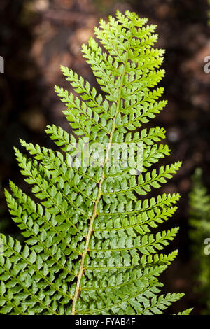 Soft shield fern (Polystichum setiferum), North Rhine-Westphalia, Germany Stock Photo
