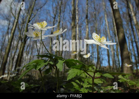 Wood anemones (anemone nemorosa) flower on the floor of an ancient Derbyshire woodland on a sunny spring day, England UK - April Stock Photo