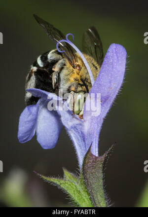 Blue Banded Bee feeding. Stock Photo