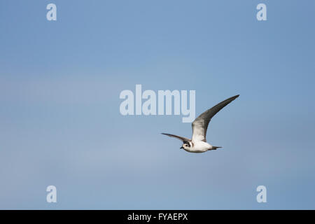 Black tern Chlidonias niger, winter adult, in flight at Grimley Gravel Pits, Worcestershire, UK in September. Stock Photo