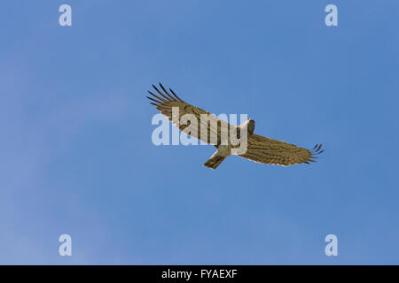 Short-toed eagle Circaetus gallicus, adult, in flight against blue sky, Agra, Lesvos in April. Stock Photo
