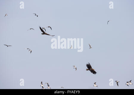 White-tailed eagle Haliaeetus albicilla, adults, in flight, being mobbed by Black-headed gulls, Tiszaalpár, Hungary in June. Stock Photo