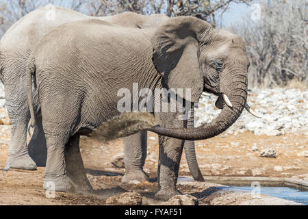 Elephants washing, Etosha National Park, Namibia Stock Photo