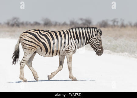 Plain's Zebra, Burchell's race, crossing track, Etosha National Park, Namibia Stock Photo