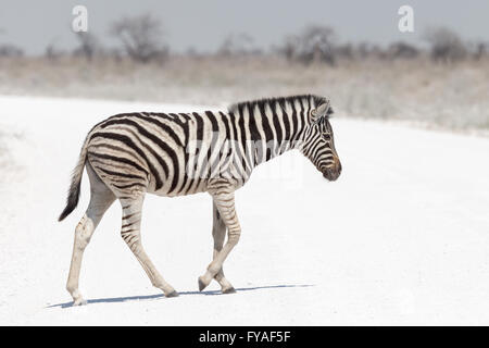 Plain's Zebra, Burchell's race, crossing track, Etosha National Park, Namibia Stock Photo