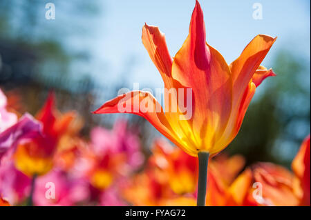 Fiery red, orange and yellow tulip backlit by the sun on a beautiful spring day in a tulip garden. Stock Photo