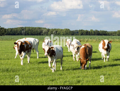 Young red and white Holstein cows on farmland in Holland Stock Photo