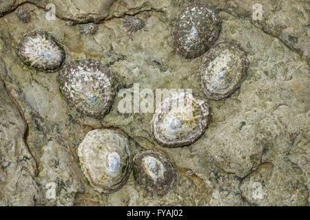 Patella vulgata (Common Limpet) on rocks, Gwynedd, North Wales coast, Wales, UK Stock Photo