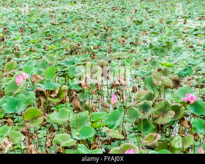 lotus farm has harvest by cut to sale in the flower market Stock Photo