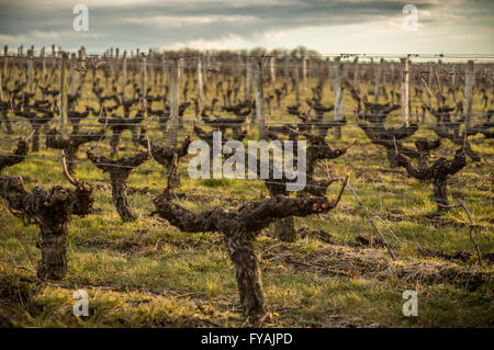 Evening view over the trimmed vines at Domaine de la Girardiere, Saint-Aignan, Val de Loire, France, Europe. Stock Photo