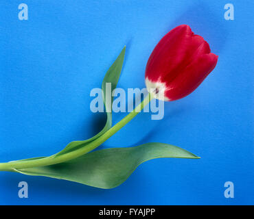 A red tulip, indoors. Stock Photo