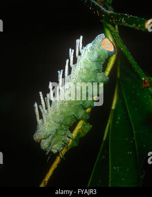 Caterpillar sitting on a stem, outside. Stock Photo