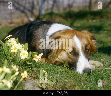 Dog lying down on the grass tired, outside. Stock Photo