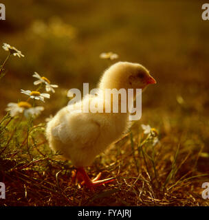 A chick standing on the grass next to some daisy's, outside. Stock Photo