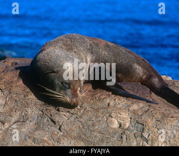Sea lion lying on the rocks,outside. Stock Photo
