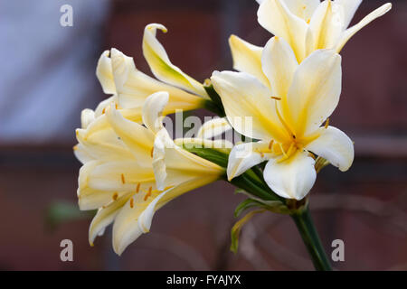 Flowers in the head of the pale yellow form of the Natal Lily, Clivia miniata 'Citrina' Stock Photo