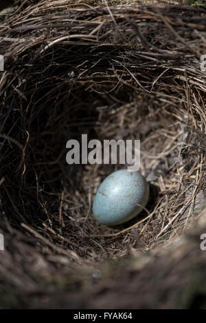 Blue Jay eggs in Nest Stock Photo - Alamy