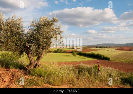 Olive tree and cultivation field. Campo de Calatrava, Ciudad Real province, Castilla La Mancha, Spain. Stock Photo