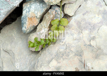 Pfennigkraut, Lysimachia nummularia, Ist eine Heilpflanze und Arzneipflanze, Wildpflanze Stock Photo