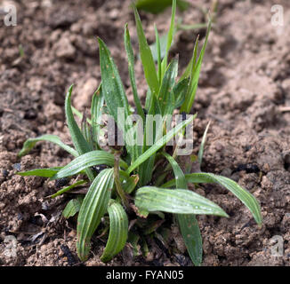 Jungpflanze, Spitzwegerich,  Plantago; Lanceolata Stock Photo