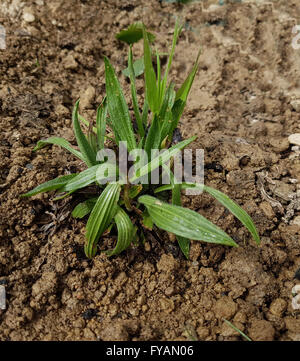 Jungpflanze, Spitzwegerich,  Plantago; Lanceolata Stock Photo