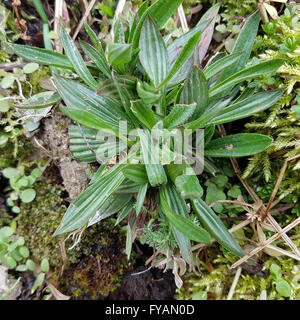 Jungpflanze, Spitzwegerich,  Plantago; Lanceolata Stock Photo