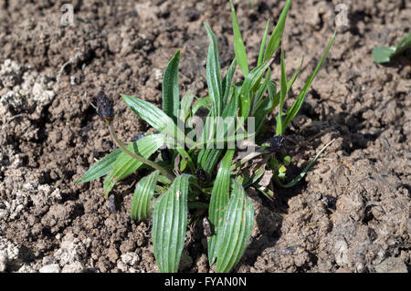 Jungpflanze, Spitzwegerich,  Plantago; Lanceolata Stock Photo