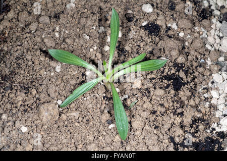 Jungpflanze, Spitzwegerich,  Plantago; Lanceolata Stock Photo